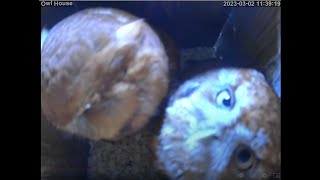 Live from the Owl Box [upl. by Frazer]