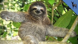 8 Reasons To Love Sloths Even More [upl. by Netneuq724]