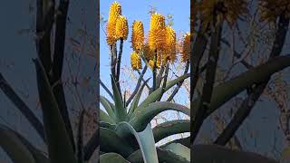 Aloe arborescente [upl. by Thun]