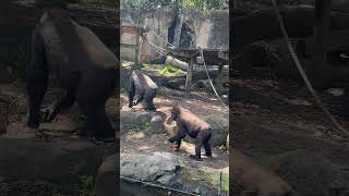 Chimpanzee having their meal 🤤🤫 chimpanzee shorts part3 youtubeshorts shorts [upl. by Nari]