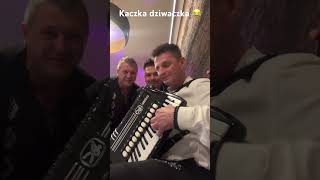 Kaczka dziwaczka 😂 biesiada wesele accordion [upl. by Lagiba581]