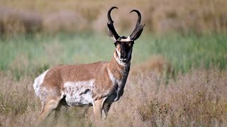 Field Judging Pronghorn Antelope  Buck 23 [upl. by Llekcir]