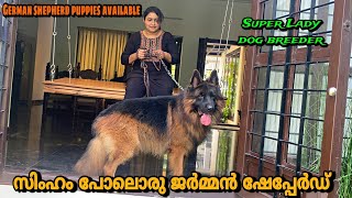 ഇത് എത്ര രൂപയുടെ മൊതല് ആണെന്ന് അറിയുമോ 😱Lady Dog breeder Wayanad germanshepherd [upl. by Notelrac]