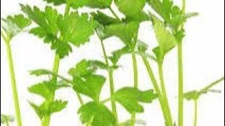 how to grow corianderdhaniyaat homegarden plants nature gardening gardenflowers [upl. by Payson]