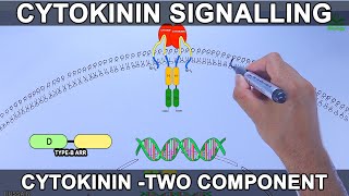 Cytokinin Signalling Pathway [upl. by Danelle262]