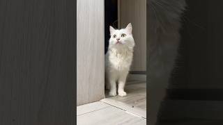 И что мне теперь вообще не кушать 🤔 кот кошка котик котики животные домовой буба [upl. by Surtemed]