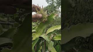 Drogonful pollination na korle ki khoti hoytrending fruit dragonfruit viralvideo tropicalfruit [upl. by Pellegrini]