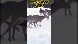 Moose deer shedding Antlers deerhunting wildlife hunting [upl. by Aihsoj]