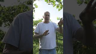 GROWN by France Ranch  Grapevine Girdling Explained [upl. by Rustie458]