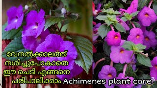 Achimenes longiflora plant care in summer seasonAchimenes malayalamHow to make a healthy seedling [upl. by Loni135]