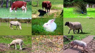 Animales de Granja para niños con vídeos [upl. by Horick]