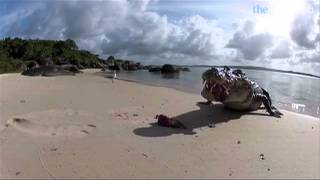 Saltwater crocodile attacks camera [upl. by Burhans127]