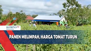 Panen Melimpah Harga Tomat Turun [upl. by Helgeson]