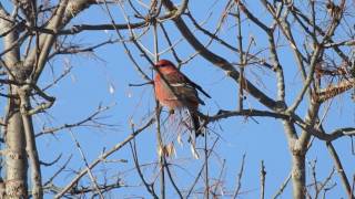 Pine Grosbeak  Pinicola enucleator [upl. by Humo]