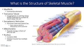 Muscle and Sarcomere Structure [upl. by Erdnaid]