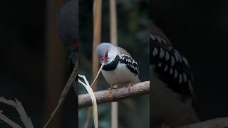 Diamond Firetail bird birds natureandbirdssoundsrelaxingmusic nature beautifulbirds [upl. by Erena]