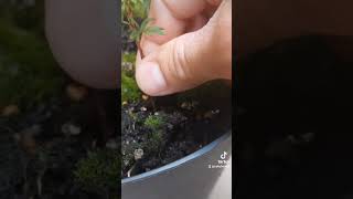 Potentilla cutting cuttings esquejes plants bonsaiinspiration potentilla plantpropagation [upl. by Ainud]