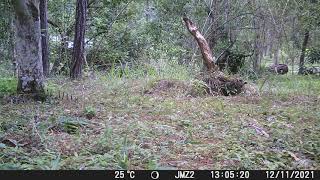 Carpintero Frente Dorada quotGolden Fronted Woodpeckerquot Melanerpes aurifrons [upl. by Tj159]