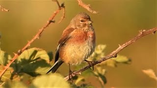 Common LINNETS Singing amp Calling Sounds ♪♫ Beautiful Birdsong ♫♪ [upl. by Ludovika685]