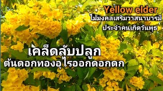 ต้นทองอุไร Yellow elder ไม้มงคลประจำคนเกิดวันพุธ เคล็ดลับปลูกทองอุไรให้ดอกดก ไม้มงคลเสริมวาสนาบารมี [upl. by Ahs573]