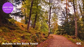 🌳 Autumn in the Black Forest – Majestic Trees Fall Colors amp Relaxation  RelaxedJourneys 4K [upl. by Kcirdlek877]