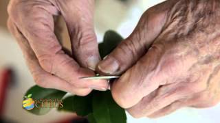 Micro Grafting by Ian Tolley OAM [upl. by Keffer]