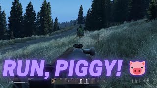 DayZ  Saving piggies 🐷 [upl. by Engeddi523]