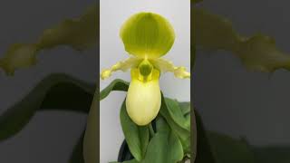 Paphiopedilum Pinocchio album [upl. by Malilliw]