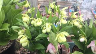 Cypripediums in pots three [upl. by Eimot]