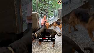 Rottweiler Dogs Ne Chudwa Di Biwi Ki Phone Ki Bimaari shorts Rottweiler dogs youtubeshorts [upl. by Vaenfila]