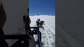 Dog Sledding on a Glacier dogsledding sewardalaska glacier alaskanmalamute alaska adventure [upl. by Annael]