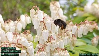 Enjoy Beautiful Garden Plants  Pieris JaponicaInflorescence  Love natures beauty [upl. by Htomit101]