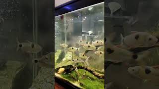 EXODONS FEEDING 😎❤️FISHROOMS LIFE [upl. by Ydnih332]