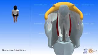 Les muscles du larynx Leurs rôles [upl. by Aivlys]