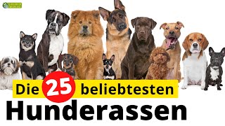 Top 25  Die beliebtesten Hunderassen [upl. by Elisabetta869]