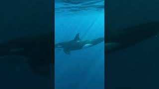 Caught a Majestic Whale🐋💫🐬🦈🤿🌊shorts youtubeshorts shortsfeed shortvideo viralvideo trending [upl. by Ydnic678]