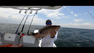 Mangrove Snapper on the Slacker Jigs inside Tampa Bay [upl. by Ehsom]