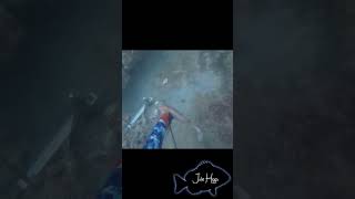 Spearfishing hogfish [upl. by Oletta]