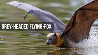 Grey Headed Flying Foxes  Slowmotion and dipping behaviour [upl. by Shanon]