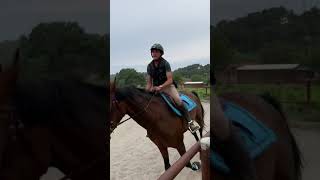 Cheval à vendre  Hanovrien Finwe LH  Vidéo 4  equirodicom [upl. by Shum695]