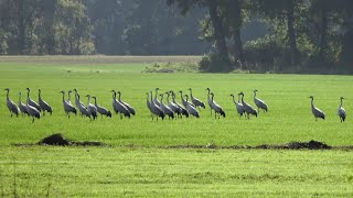 Kraniche  Cranes  im ElbeWeserDreieck [upl. by Oirifrop797]