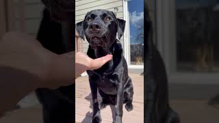 DOG spelling backwards is GOD 😳 he’s my demi dog 😄 dog labrador cute [upl. by Croom]