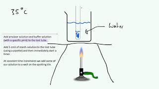 Investigating Enzymatic Reactions  AQA GCSE 91 Biology B2 [upl. by Klepac92]