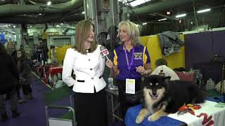 quotDUSKYquot Finnish Lapphund at Westminster Kennel Club Dog Show 2019 [upl. by Benenson]