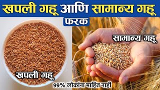 खपली गहू आणि सामान्य गहू मधील फरक  Difference Between Khapli Wheat And Normal Wheat [upl. by Rastus]