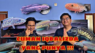 Review Koleksi Channa youtuber IQBALIZDA  Ada Channa Stewartii Rasa Channa Barca Guys [upl. by Starlene]