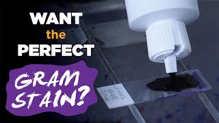 How to prepare the perfect Gram stain  Gram staining procedure [upl. by Bigford186]