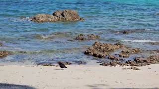 Variable oystercatchers at Hobbs beach  TiriTiri Matangi  New Zealand  New Zealand Birds [upl. by Ennovyhs]