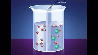 How Osmosis Works HD Animation [upl. by Orazio49]