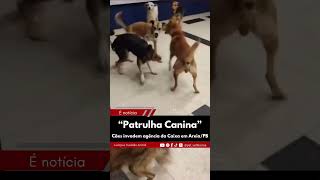 Foram apenas sacar o benefício do Bolsa Canina e do Auxílio Petisco  youtubeshorts shorts pets [upl. by Hsekin539]